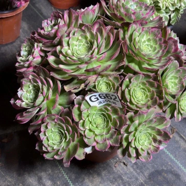 瑞妈一物一拍662