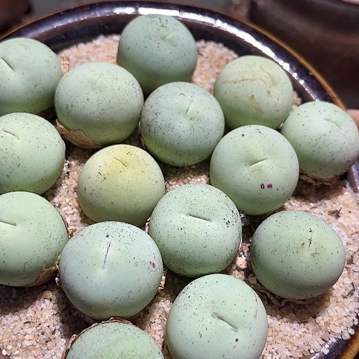 大鸽子蛋母本一颗