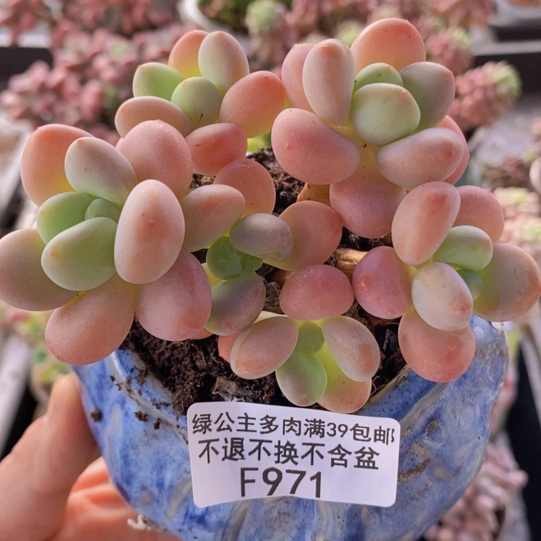 橘子香水洛神8cm971多肉