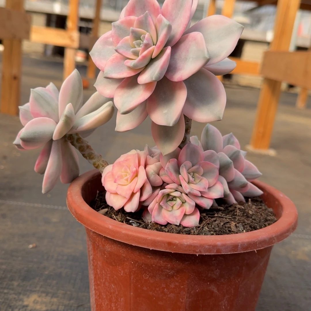 紫乐锦锦上园艺一物一拍