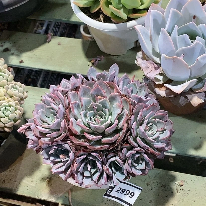 【闪购商品】劳伦斯2999