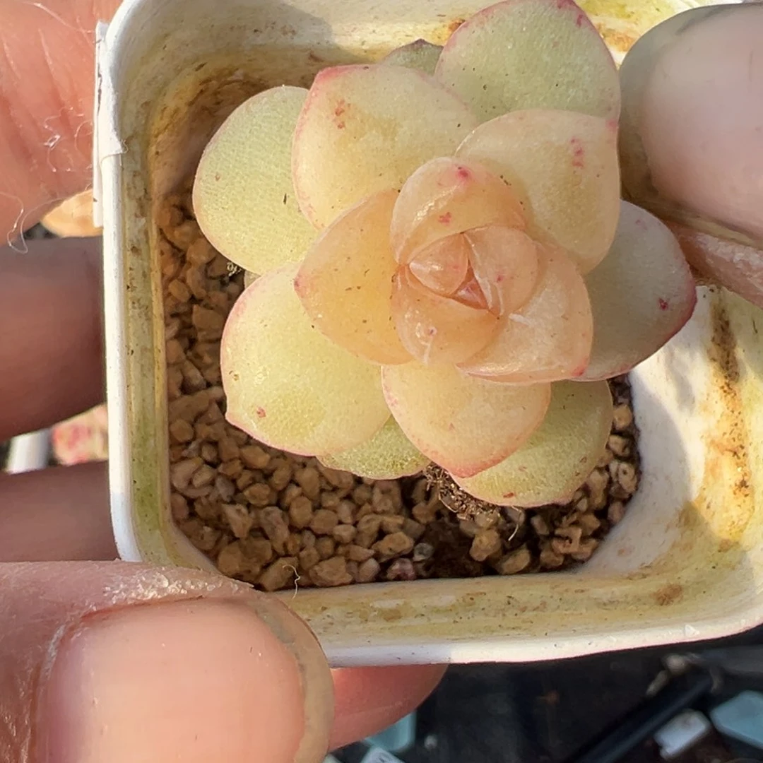 小卡拉米糖心一物一拍