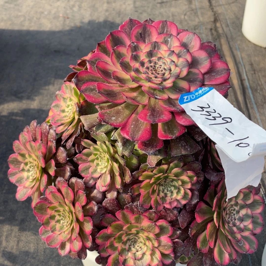 紫砂茶杯3337分反反复复反反复复