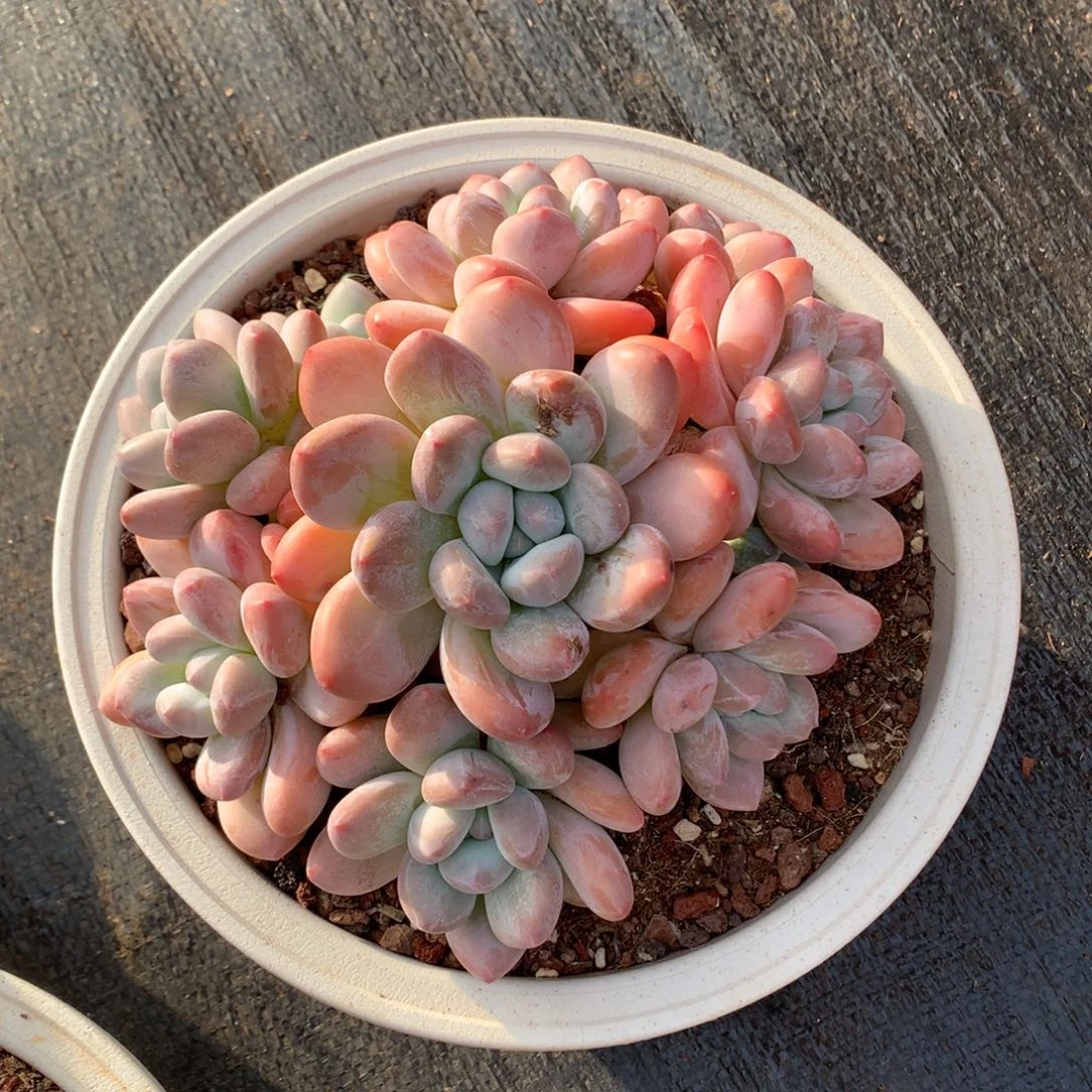 香水无砍老桩8头。