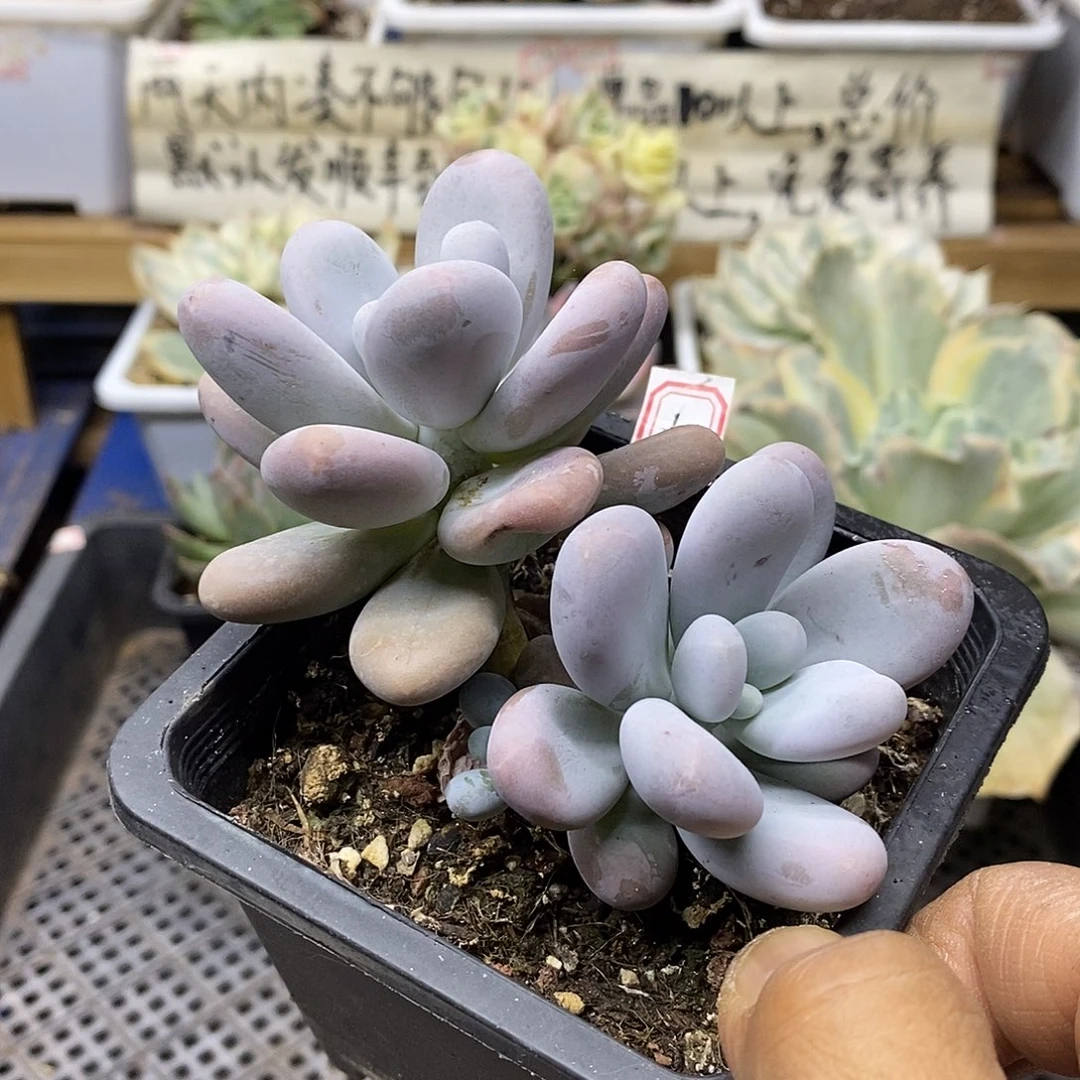 2635 文斯彤奶酪自然群