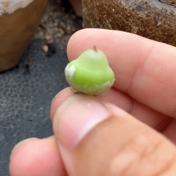 18512大葫芦母本一颗