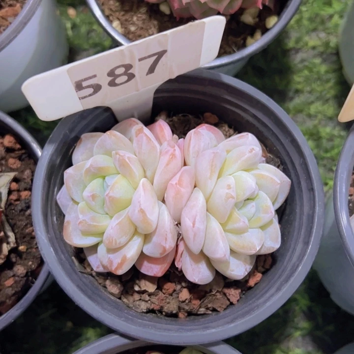 健健康康平平安安