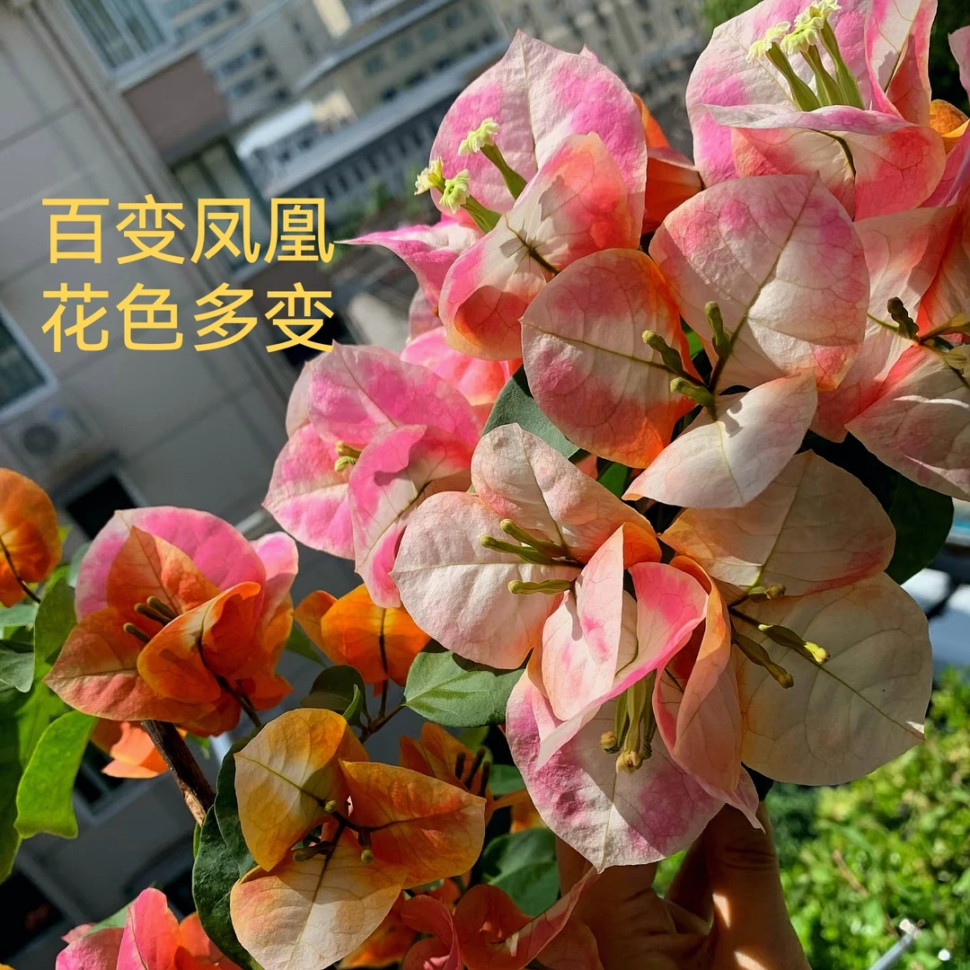 新品【凤凰】花色多变，初期中期末期都不同颜色，花期长！