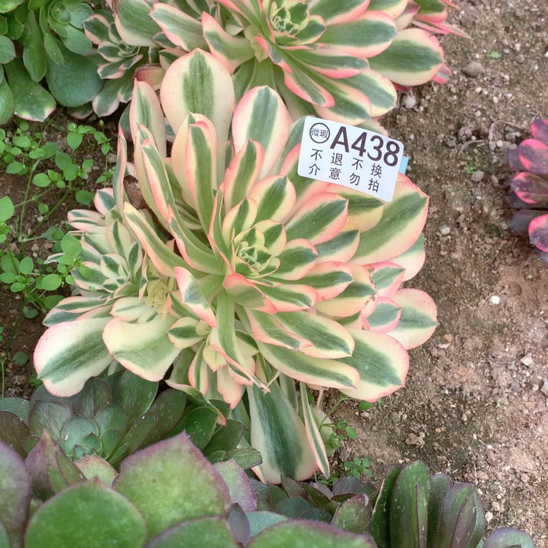 多肉植物幸香妃438