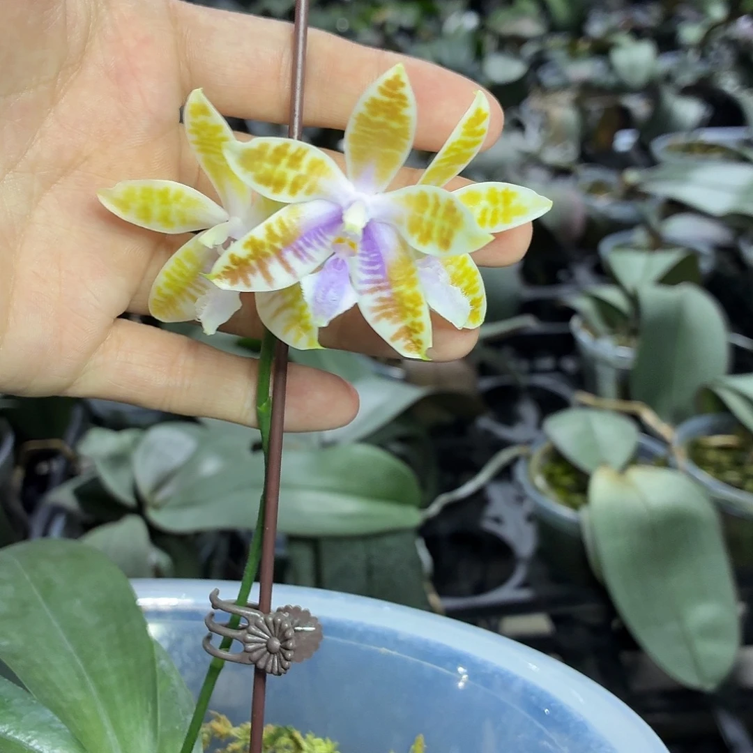 当前无花朵，栽培后可花朵A2135yss1162