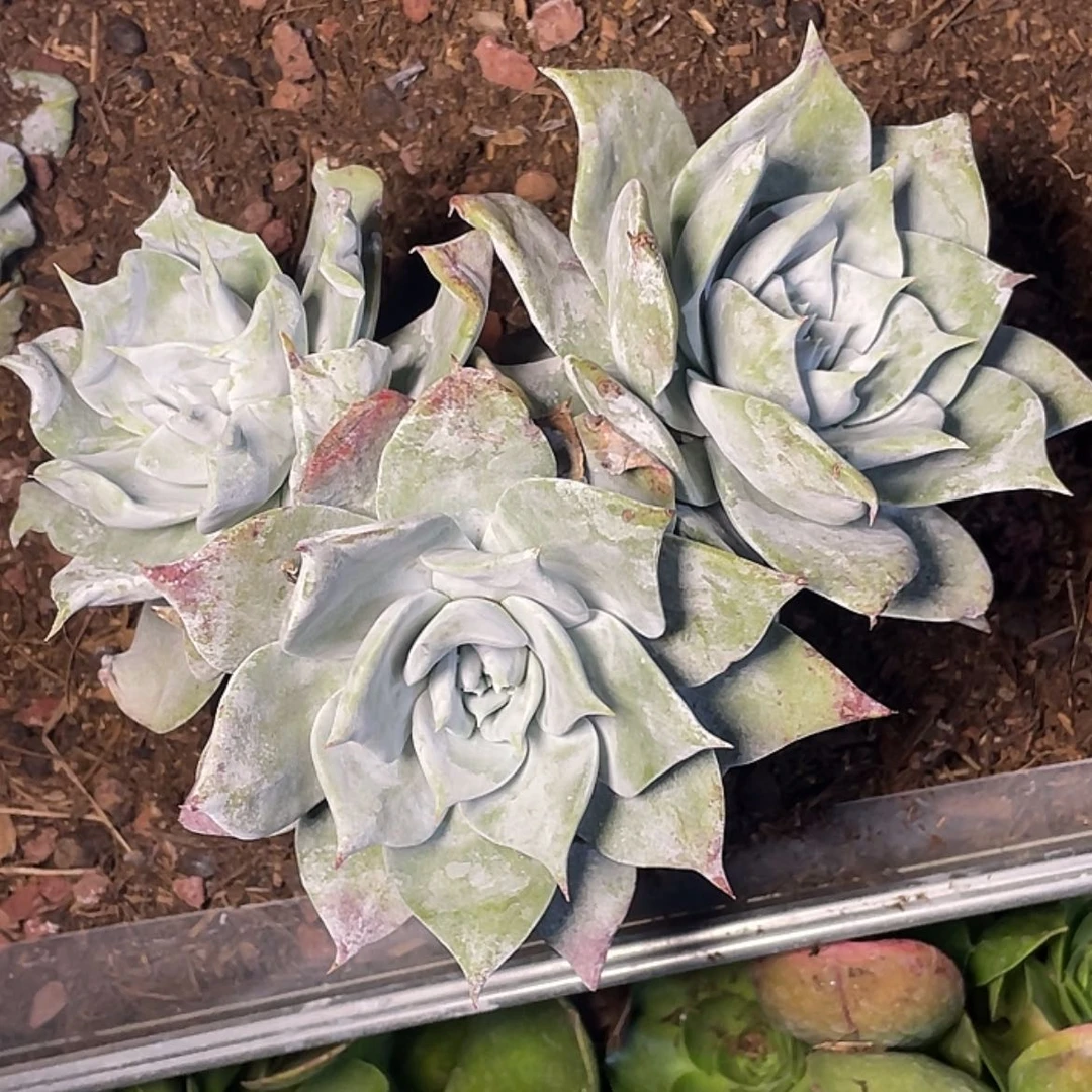 【闪购商品】吾*大花朵脸