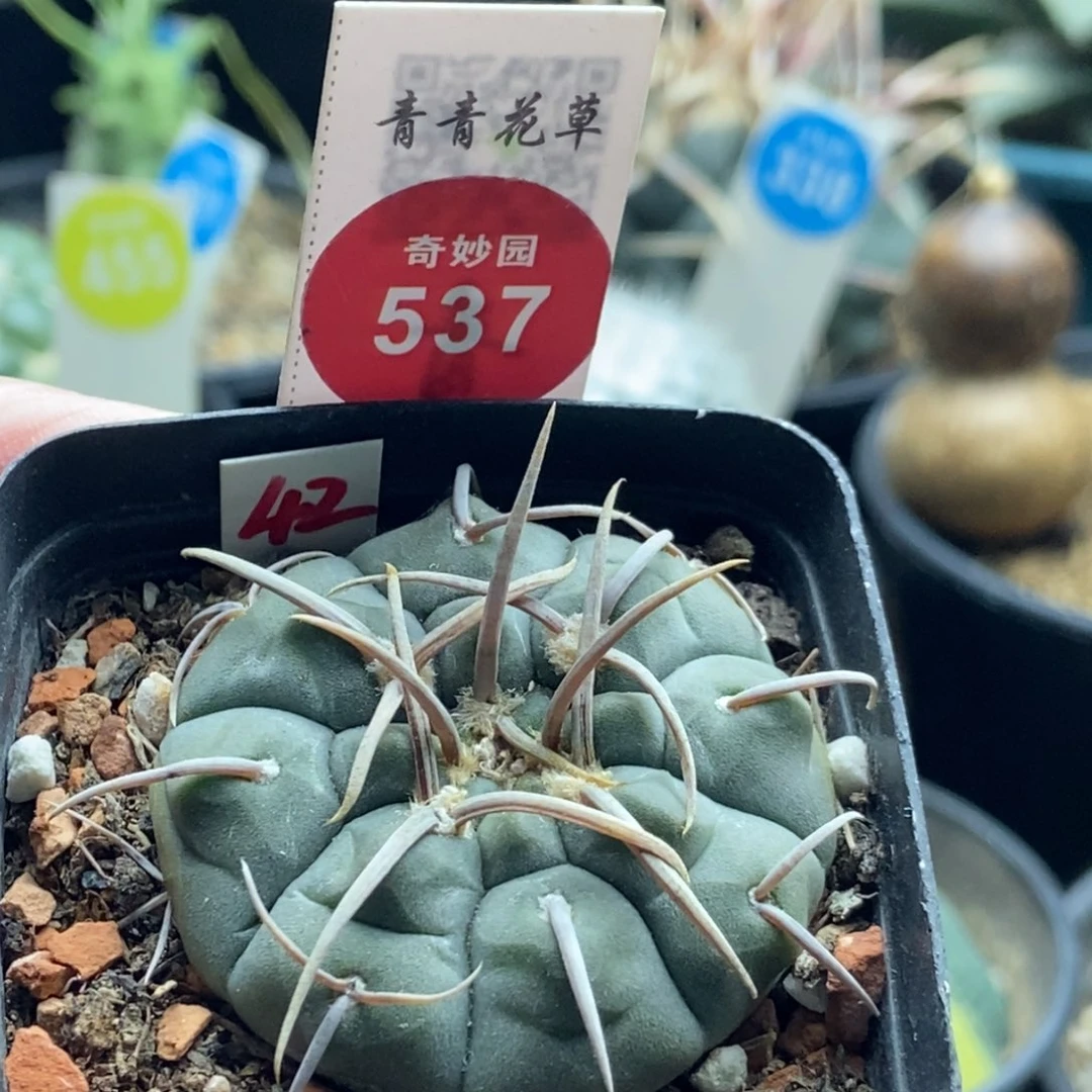 实生一本刺668777