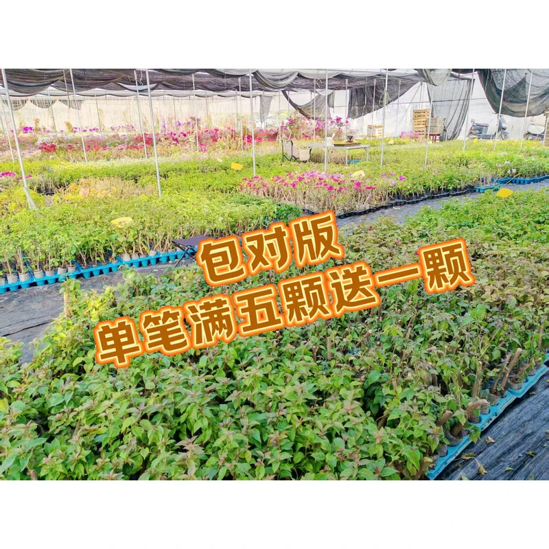 《品种大全》三角梅原生小苗袋苗花苗马斯福建漳州基地直发包品对版