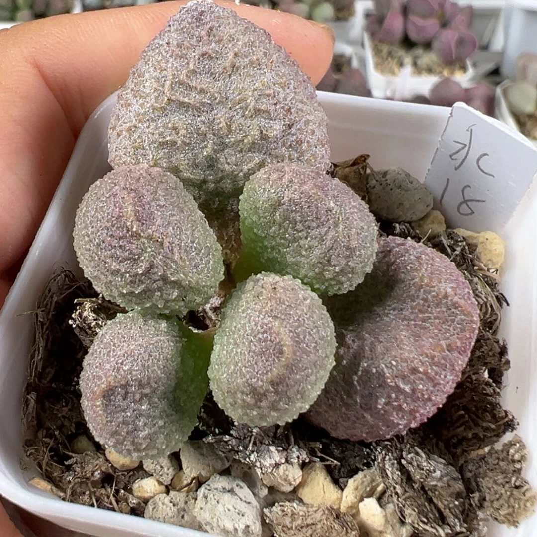 w水蜜桃多肉植物水泡