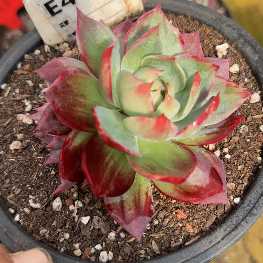 惊鸿一物一拍包装收缩花旱456