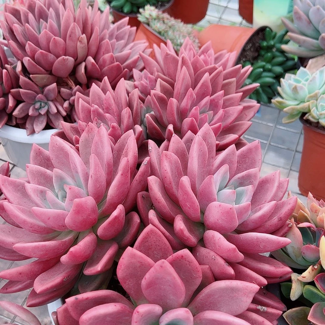 桃花源三大头超级大精品