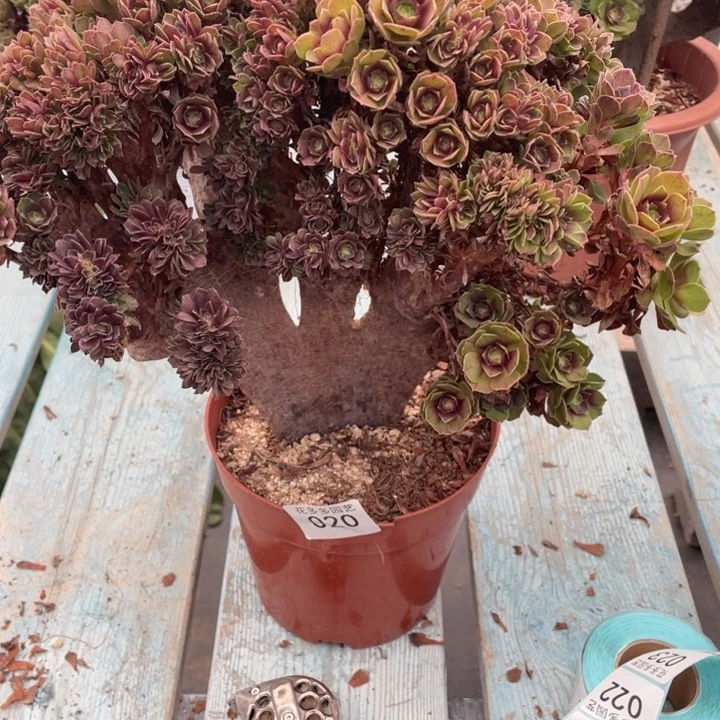 小**?020万圣节法师缀