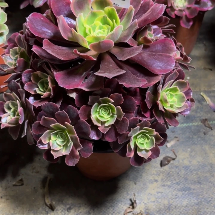 瑞妈，。。。。。。。932凤冠，