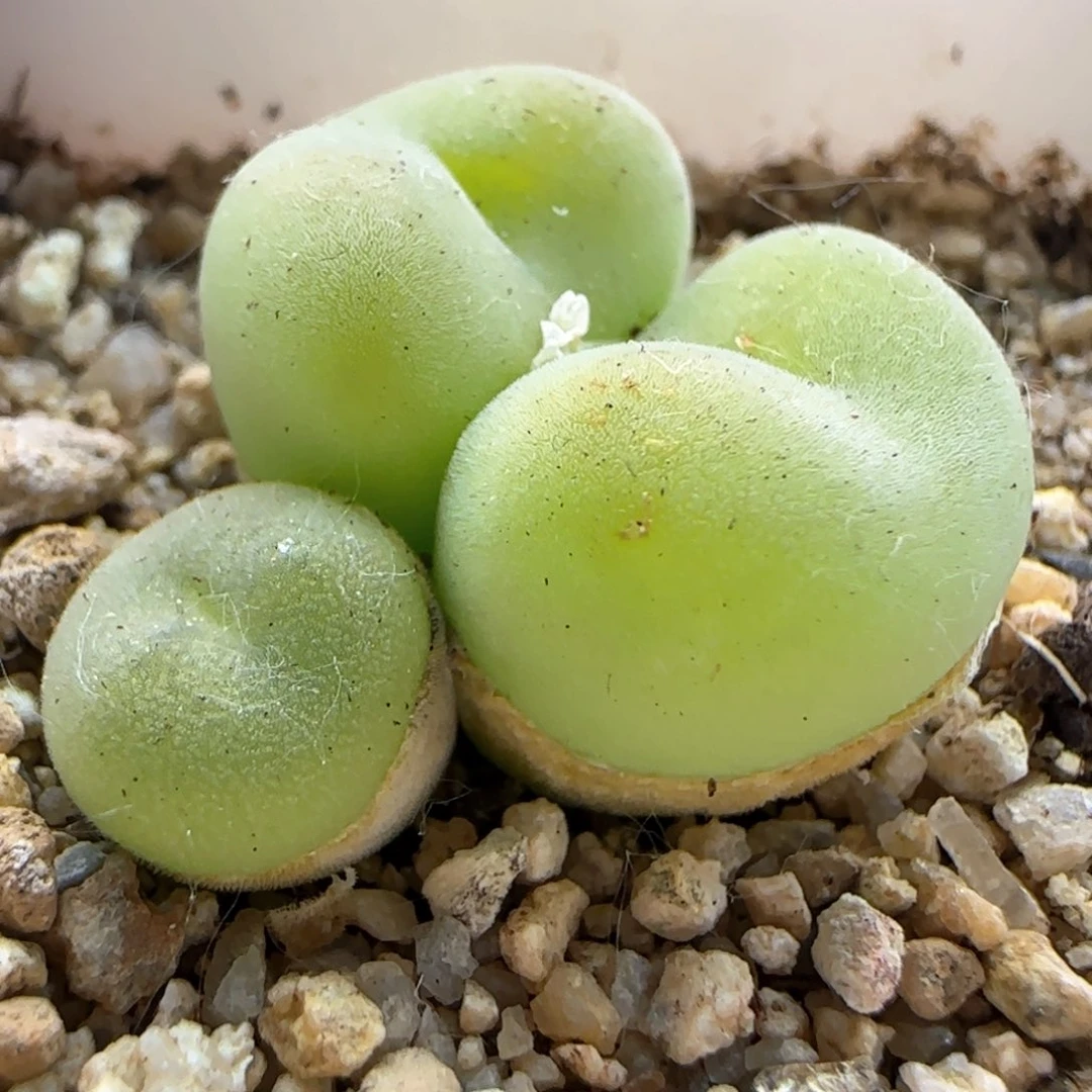 5839 大白多肉植物园