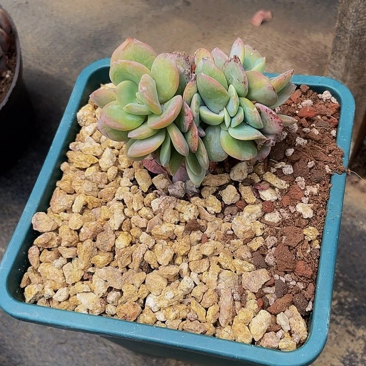 一物一拍一物一拍