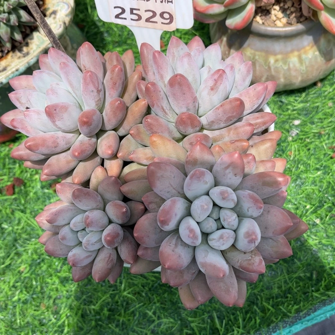 *****多肉植物2529！mmmmmmmm