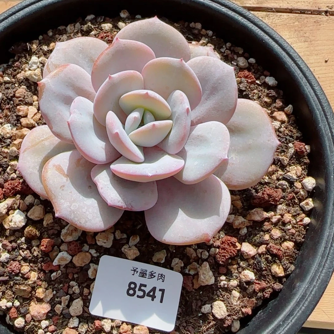 奶茶9公分，8541多肉植物