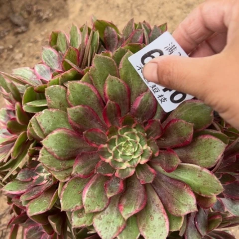 莲花座多肉植物法师6546