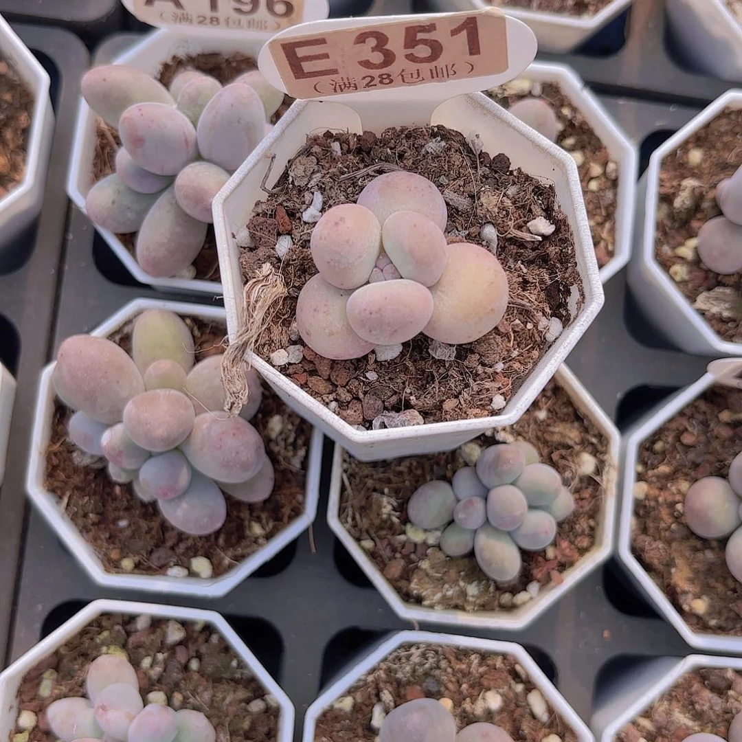 E351奶酪一物一拍