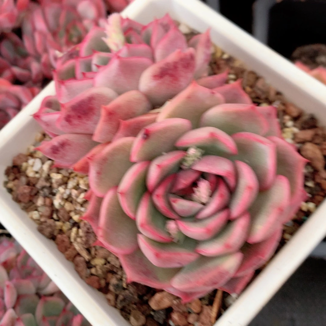 9148杂交多肉植物基地