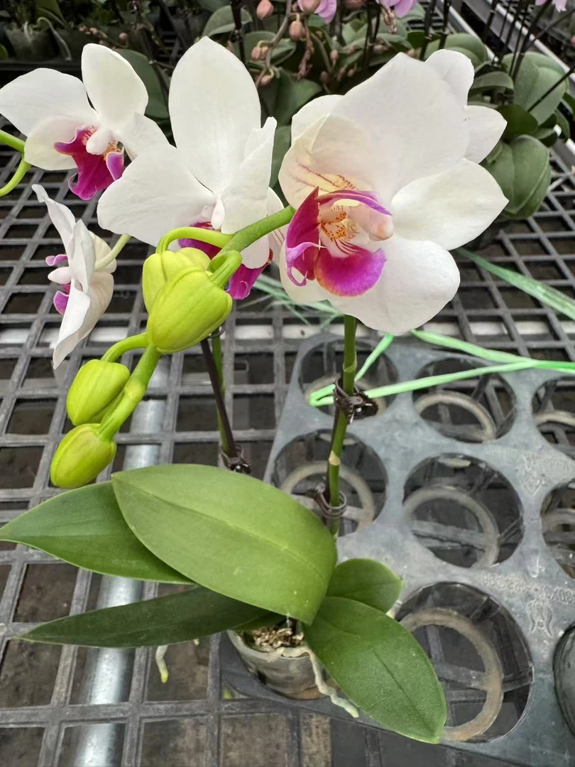 蝴蝶兰【小魔仙】昆明直发