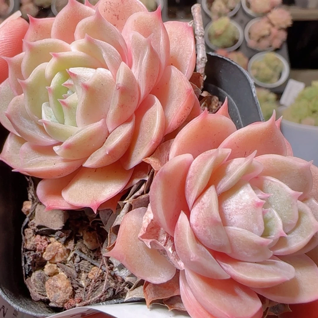 花语多肉1216-221盎司娜