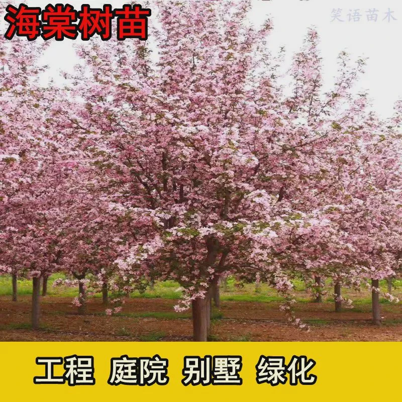 海棠树苗西府垂丝北美海棠花苗盆栽花卉阳台庭院种植物绿化苗木美