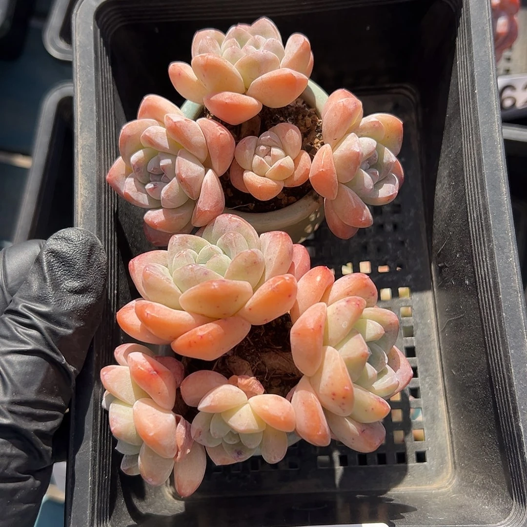 2479，俩个四头冰玉带盆发的