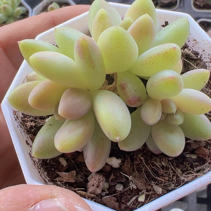 橙色奇迹精品多肉植物