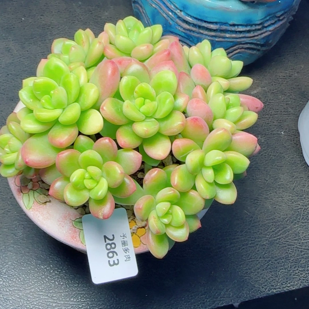 香格里拉，2863多肉植物