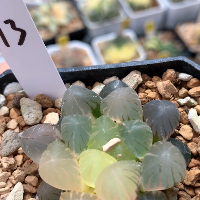 【闪购商品】13紫镜玉露锦