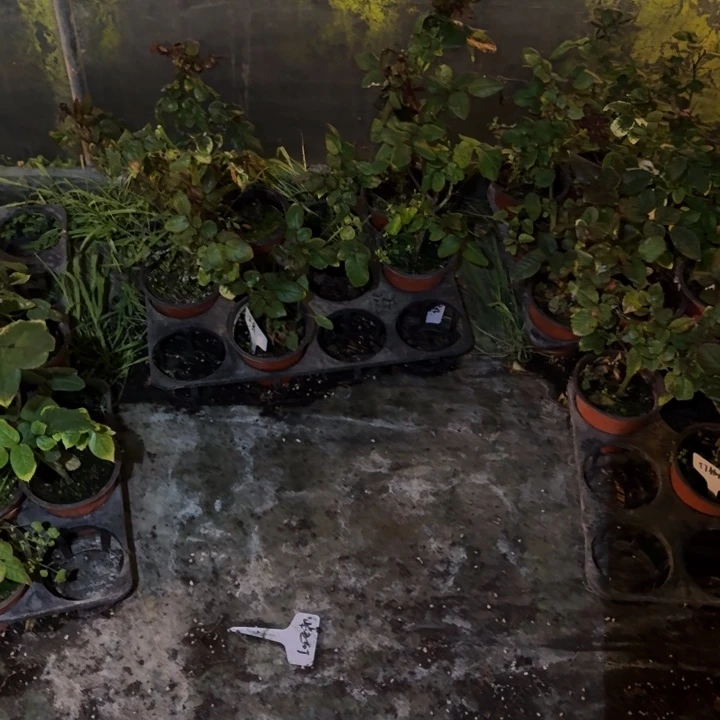 无花朵可爱扦插小苗