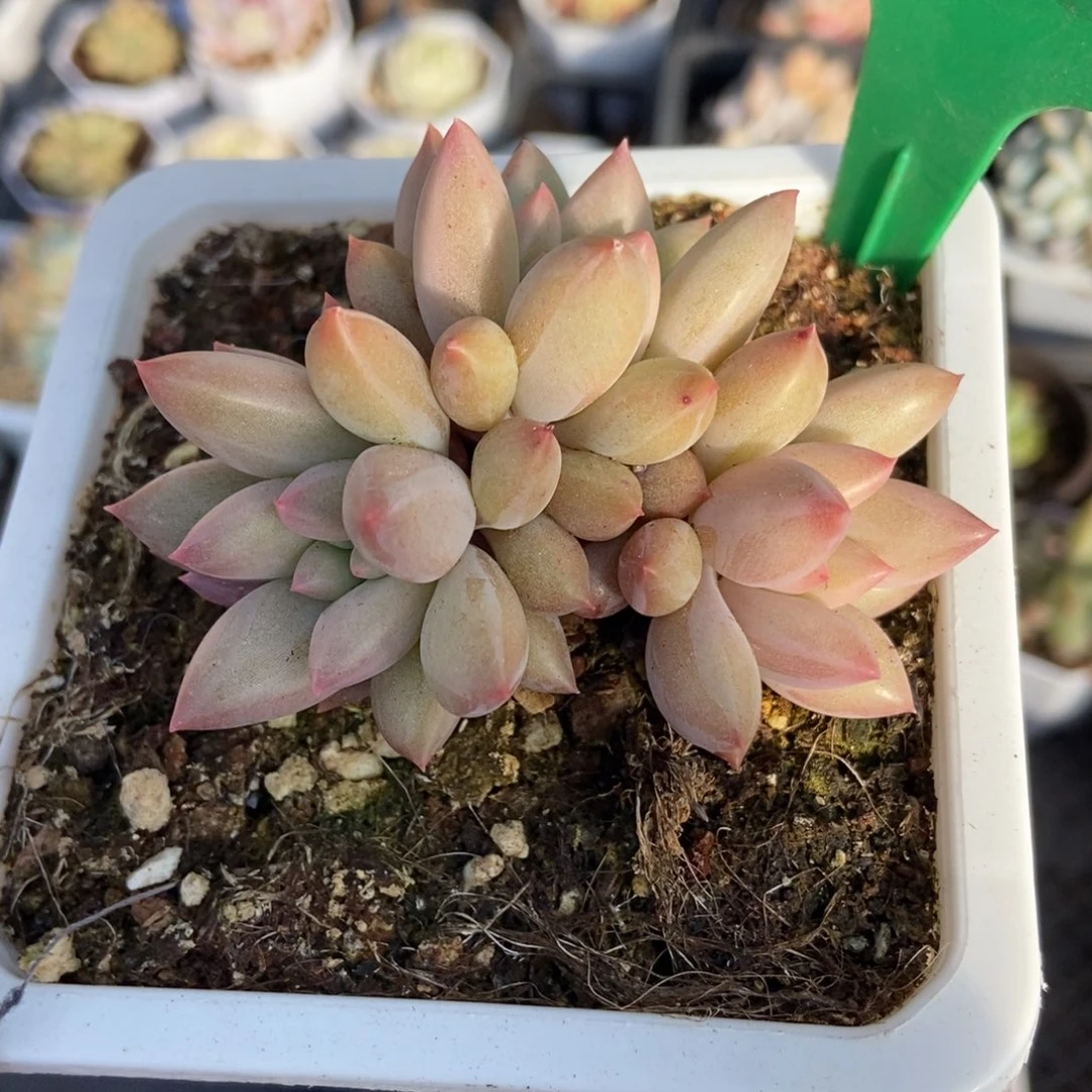 835车厘子多肉植物