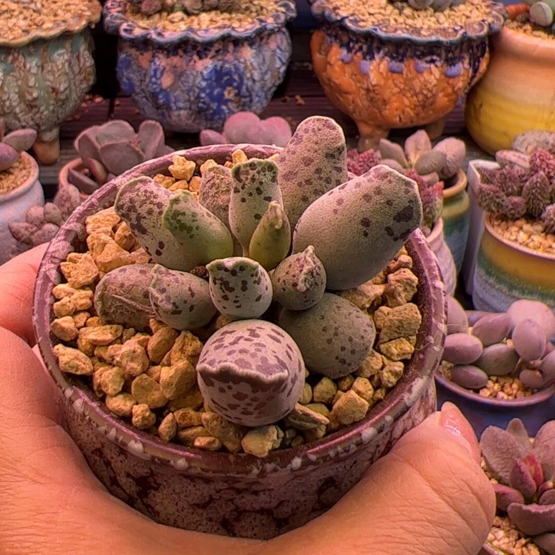 白肌海豹带盆。