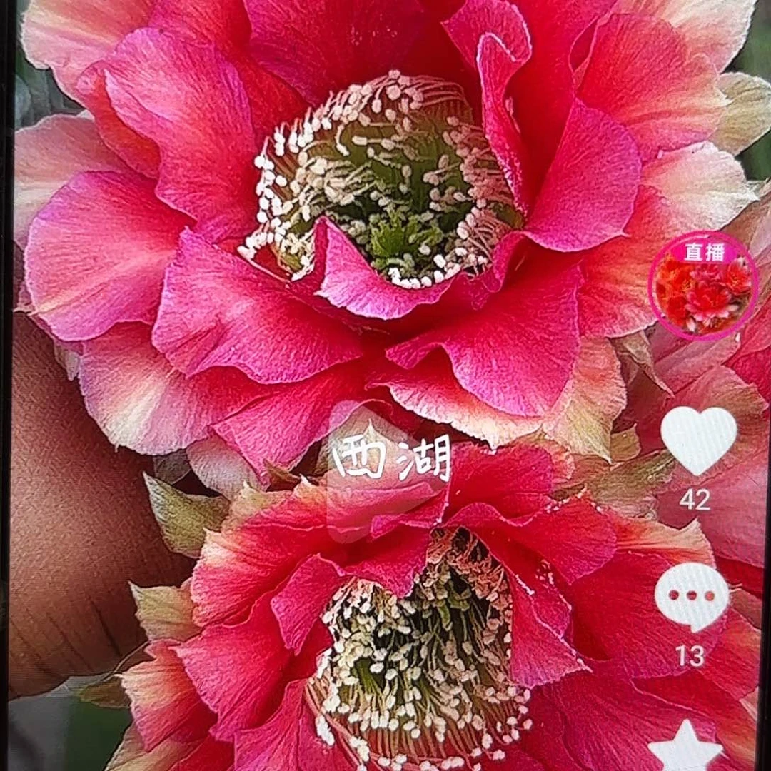 38彩侧牙20包邮仙人球8