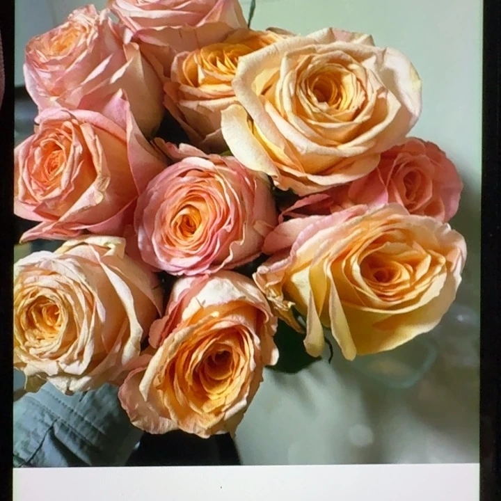 无花朵沙布利扦插小苗