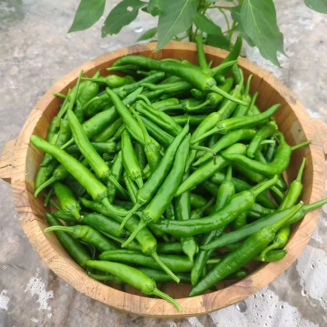 正宗湖南樟树港薄皮小辣椒鲜嫩微辣湖南品种新鲜现摘当季农家种植