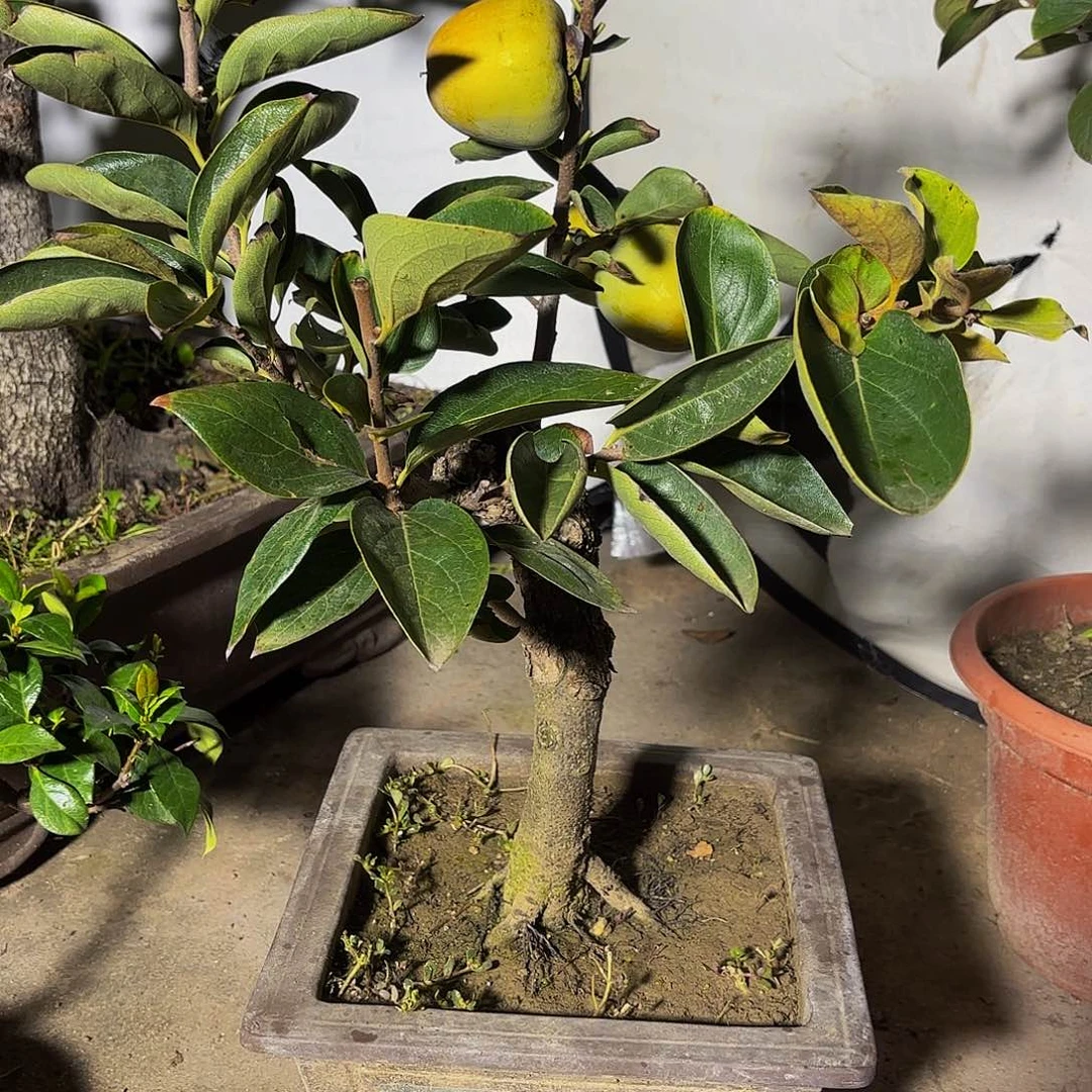 完全开放柿子树盆景盆栽植物