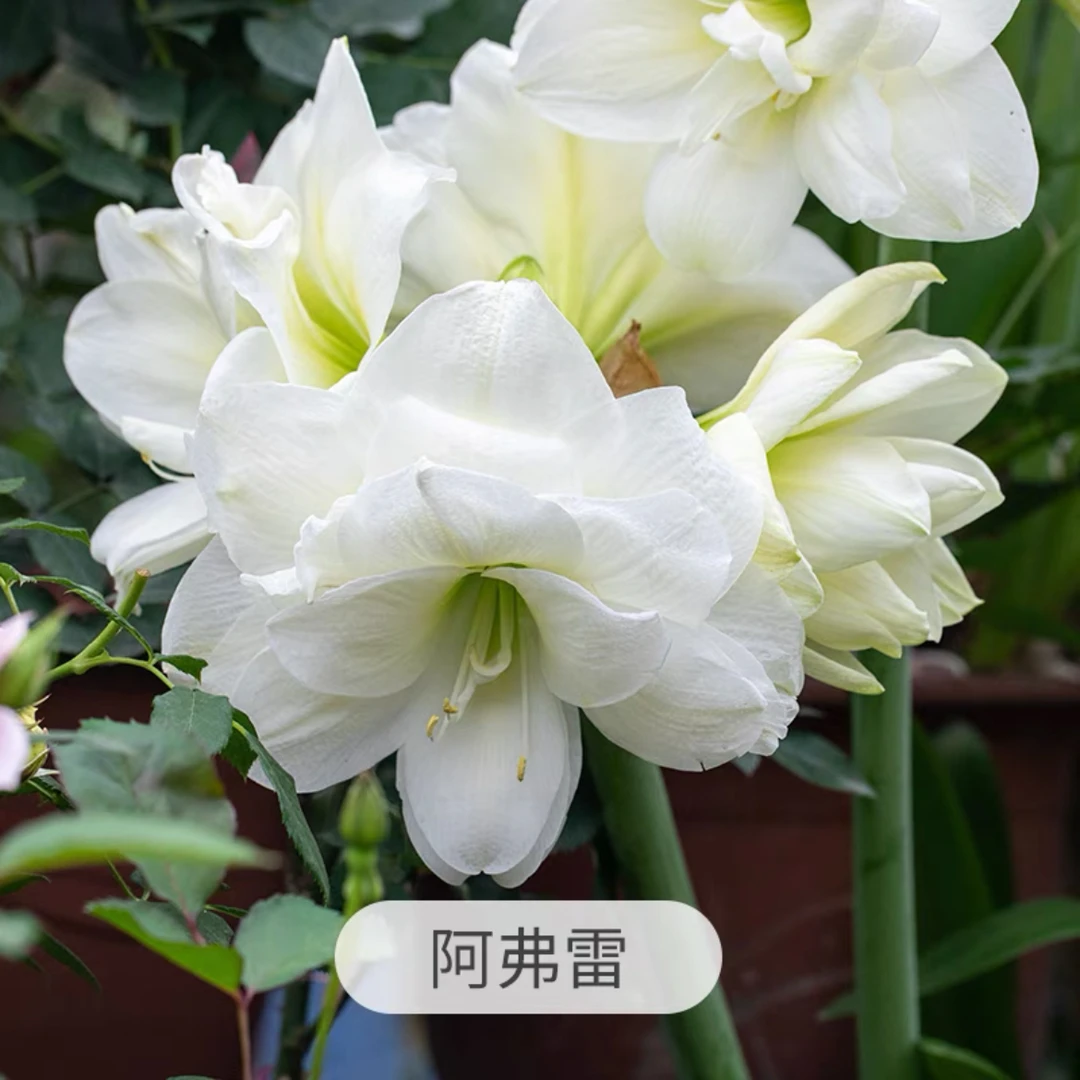 （小花匠花坊）阿芙蕾～重瓣，南非品种基地自然种球