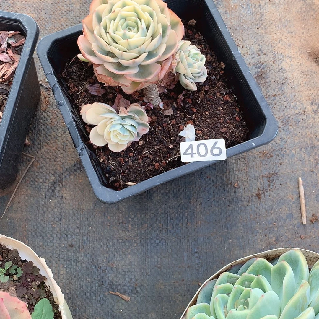 406玉蝶锦 一物一拍多肉