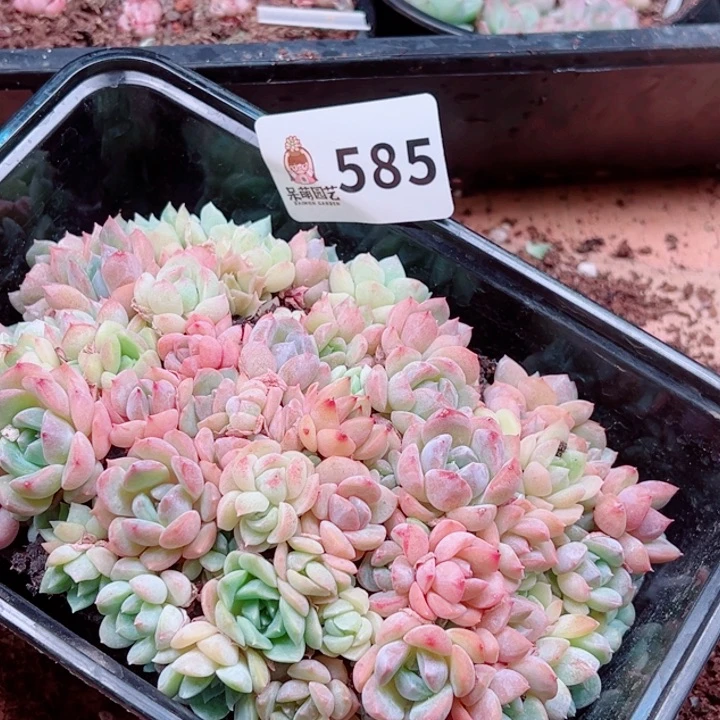 多肉植物多肉植物