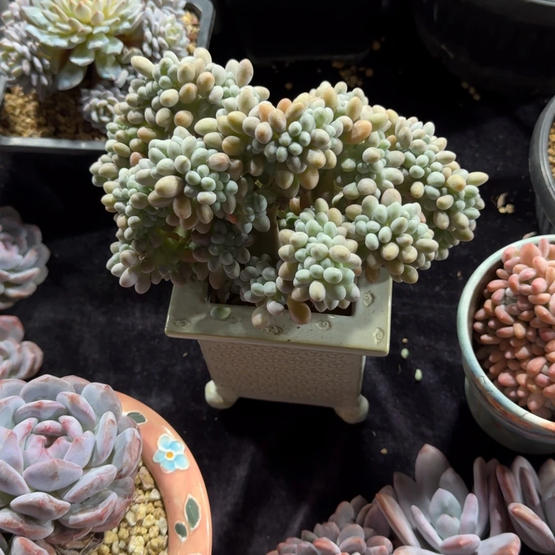 一物一拍汤圆小树