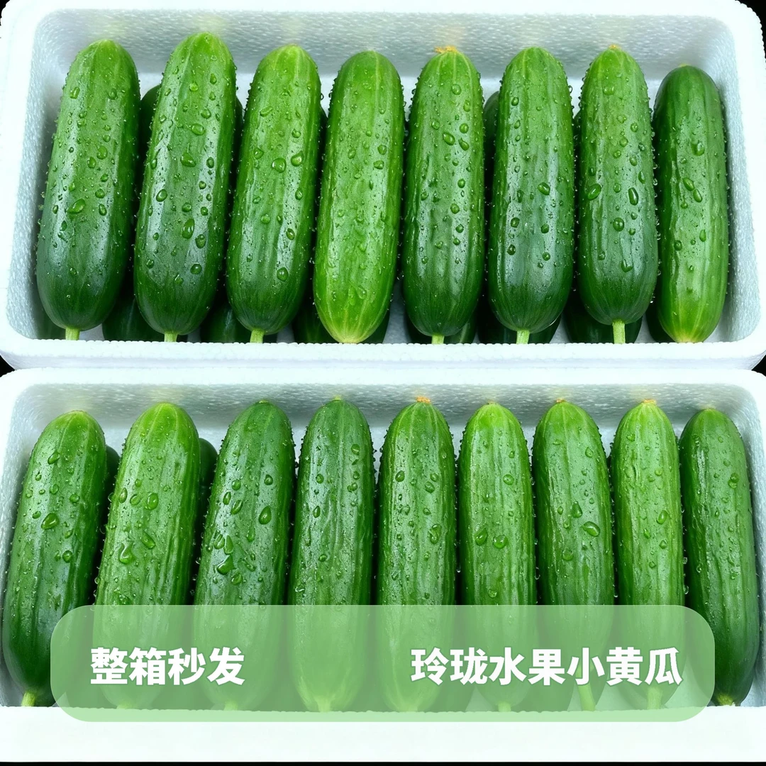 【爱心助农】玲珑水果黄瓜生吃新鲜小青瓜产地直发坏果包赔1/3/5斤