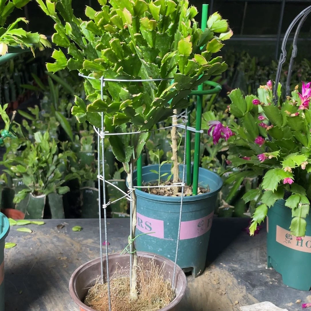 开***人无花朵双色叶仙嫁接蟹爪兰