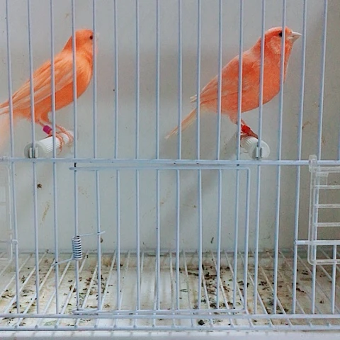 无***）虎皮鹦鹉芙蓉鸟观赏鸟